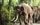 The Iman Villa - Elephant Safari Park